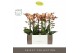 Phalaenopsis multiflora oranje Exclusivo - Monaco Gold - 2 tak - Molis 