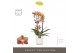 Phalaenopsis multiflora oranje Exclusivo - Monaco Gold - 2 tak - Molis 