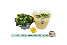 Kalanchoe rosalina don amarillo double yellow in box