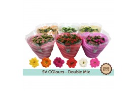 Kalanchoe blossfeldiana gevuld mix in box*3