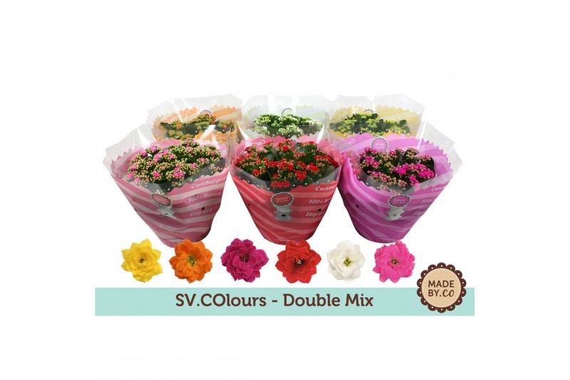 Kalanchoe blossfeldiana gevuld mix in box*3 Kalanchoe blossfeldiana gevuld mix in box*3