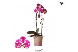 Phalaenopsis elegant cascade 1 tak niagara fall spotty kolibri orchids