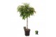 Ficus binnendijkii amstel king gevlochten stam 