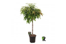 Ficus binnendijkii amstel king gevlochten stam