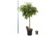 Ficus binnendijkii amstel king gevlochten stam 