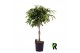 Ficus binnendijkii amstel king gevlochten stam 