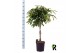 Ficus binnendijkii amstel king gevlochten stam 