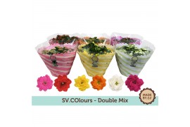 Kalanchoe rosalina mix in sv.colours hoes