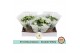 Kalanchoe rosalina menzel double white 