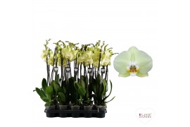 Phalaenopsis golden coin 3 tak - 55/60cm