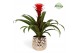 Guzmania hope Royal Crown keramiek 