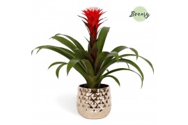 Guzmania hope Royal Crown keramiek