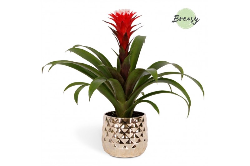 Guzmania hope Royal Crown keramiek 