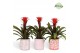 Guzmania hope Sevilla keramiek 