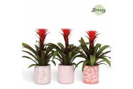 Guzmania hope Sevilla keramiek