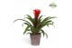 Guzmania hope Toscana keramiek 