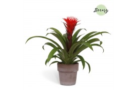 Guzmania hope Toscana keramiek