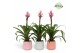 Guzmania candy Belize keramiek 