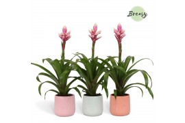 Guzmania candy Belize keramiek