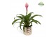 Guzmania candy Royal Crown keramiek - Goud 