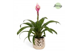 Guzmania candy Royal Crown keramiek - Goud