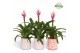 Guzmania candy Sevilla keramiek 