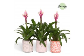 Guzmania candy Sevilla keramiek