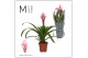 Guzmania candy 