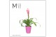 Guzmania candy Florence keramiek - Roze 