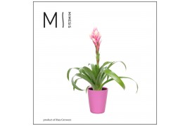 Guzmania candy Florence keramiek - Roze