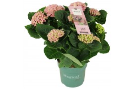 Hydrangea macr. magical revolution Roze 7-8 Bloem