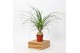 Beaucarnea recurvata 6-8cm knol 