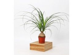 Beaucarnea recurvata 6-8cm knol