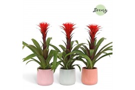 Guzmania hope Belize keramiek