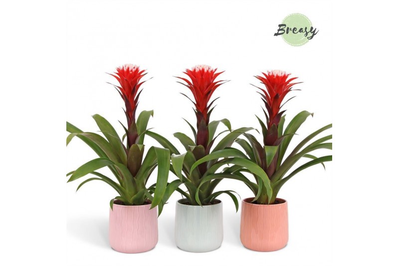 Guzmania hope Belize keramiek 