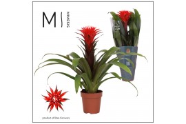 Guzmania hope