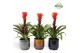 Guzmania hope Corsica keramiek 