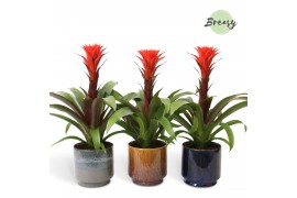 Guzmania hope Corsica keramiek
