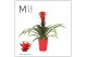Guzmania hope Florence keramiek - Rood 
