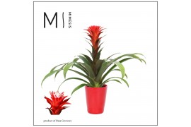 Guzmania hope Florence keramiek - Rood