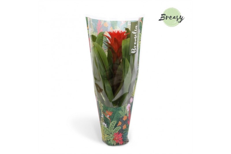 Guzmania hope Jungle hoes 