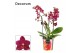 Phalaenopsis multiflora rood Dazzling Devil 3-4 tak Decorum 