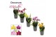 Phalaenopsis multiflora mix Dazzling melange 3-4 tak Decorum 