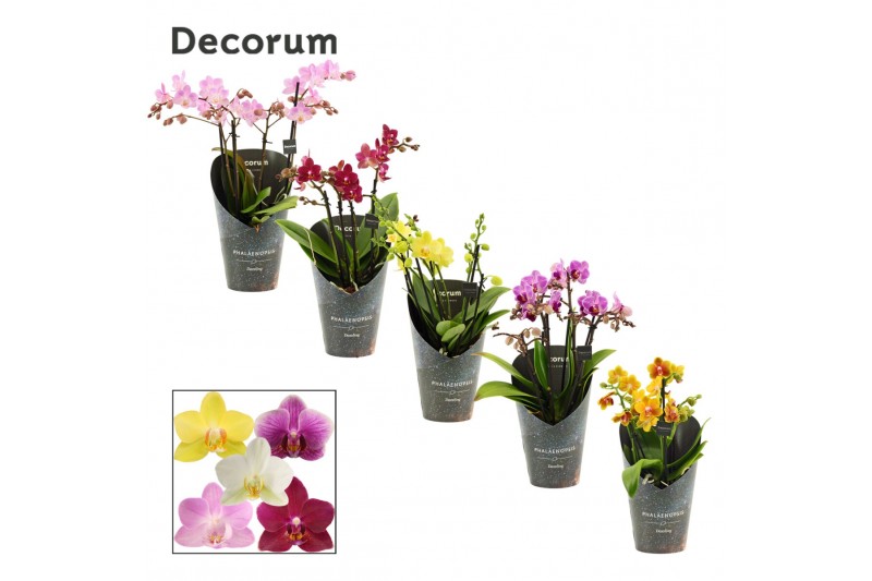 Phalaenopsis multiflora mix Dazzling melange 3-4 tak Decorum 