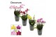 Phalaenopsis multiflora mix Dazzling melange 3-4 tak Decorum 