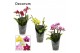 Phalaenopsis multiflora mix Dazzling melange 3-4 tak Decorum 