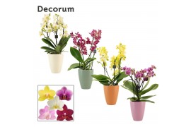 Phalaenopsis multiflora mix Phalaenopsis dazzling melange 3-4 tak in C