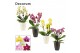 Phalaenopsis multiflora mix Phalaenopsis dazzling melange 3-4 tak in C 