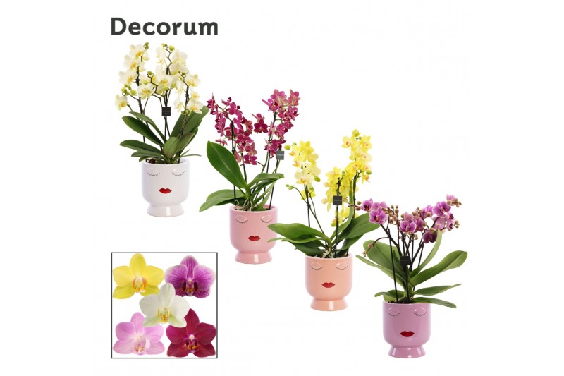 Phalaenopsis multiflora mix Phalaenopsis dazzling melange 3-4 tak in D Phalaenopsis multiflora mix Phalaenopsis dazzling melange 3-4 tak in D