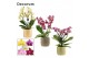 Phalaenopsis multiflora mix Phalaenopsis dazzling melange 3-4 tak in L 